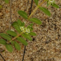 Euphorbia rosea Retz.